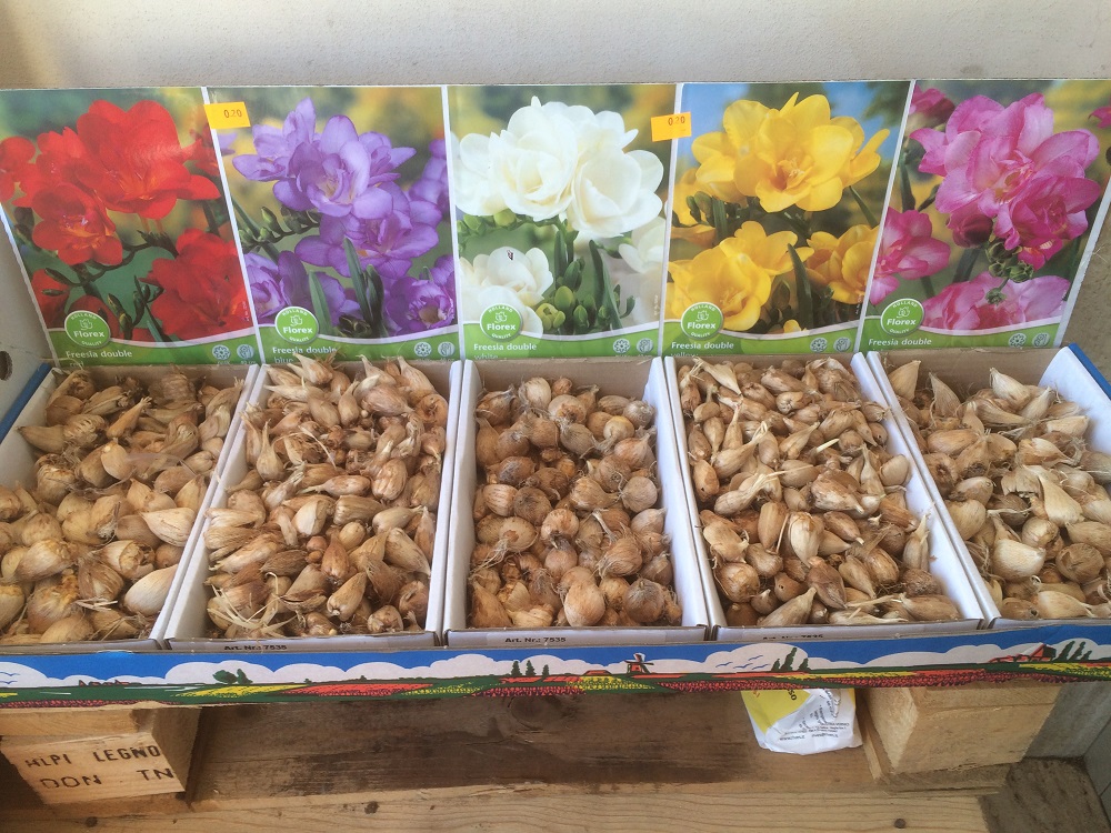 20 Bulbi Fresie Doppie Colorate per Giardini Vivaci - Acquista su ArticoliAnimali.net per un Giardino Fiorito e Sano