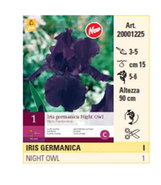 Bulbo di Iris germanica night owl