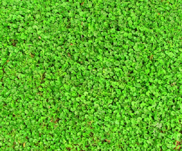 Sementi di Prato Dicondra Repens 1kg - Perfetto per un Tappeto Verde Resistente e Facile da Manutenere per il Giardino degli Ami