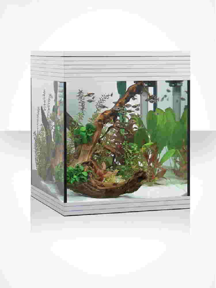 Acquario askoll pure M Bianco 44 litri