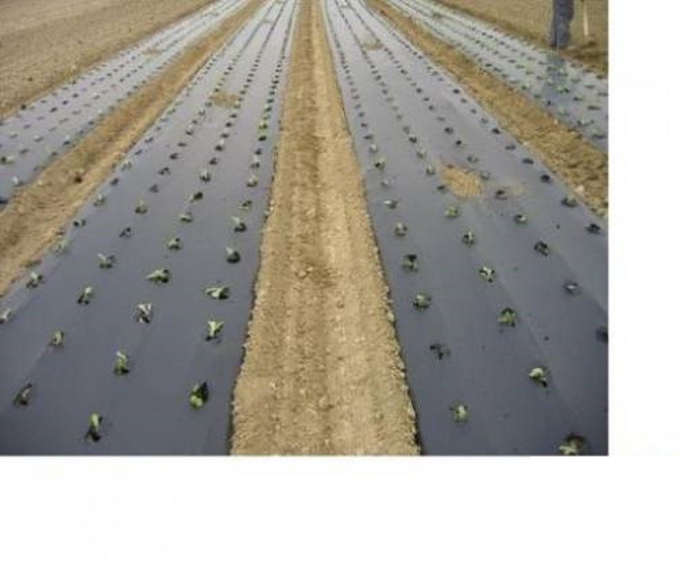 Biotelo Biodegradabile per Pacciamatura 1mt x 100mt - Proteggi le Tue Piante con un Prodotto Eco-Friendly - Disponibile su Artic