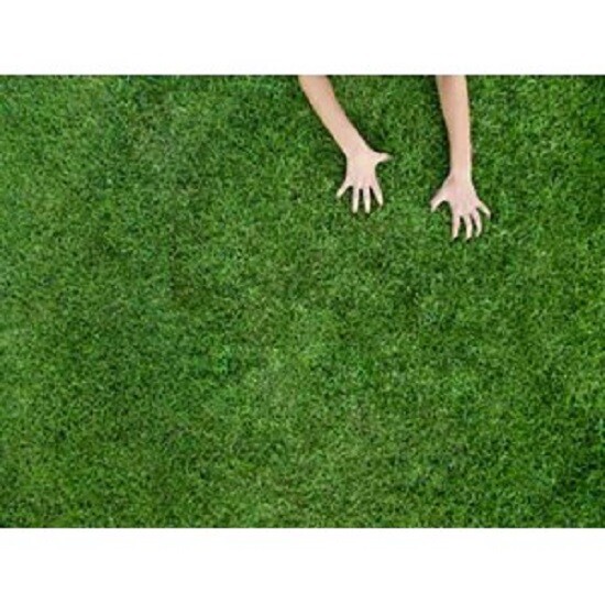 Prato Rustico per Animali: Soluzione Naturale per un Comfort Ottimale e Salute dei Tuoi Compagni a Quattro Zampe - Scopri su Art